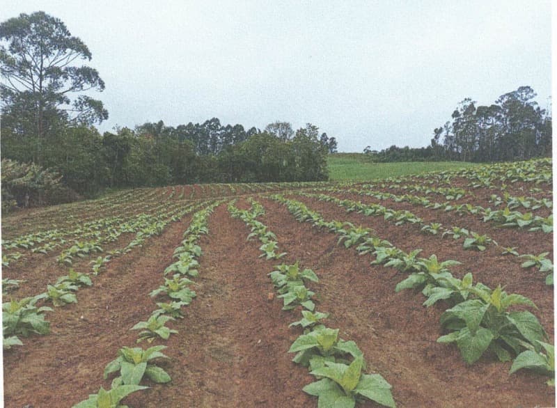 Foto 1 de 7: Terreno em leilão em Petrolândia - SC — LOTE 001 Imóvel