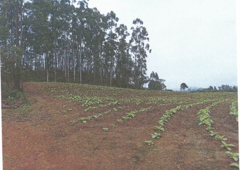 Foto 2 de 7: Terreno em leilão em Petrolândia - SC — LOTE 001 Imóvel