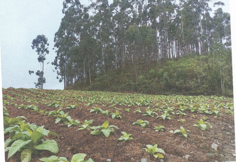 Foto 3 de 7: Terreno em leilão em Petrolândia - SC — LOTE 001 Imóvel