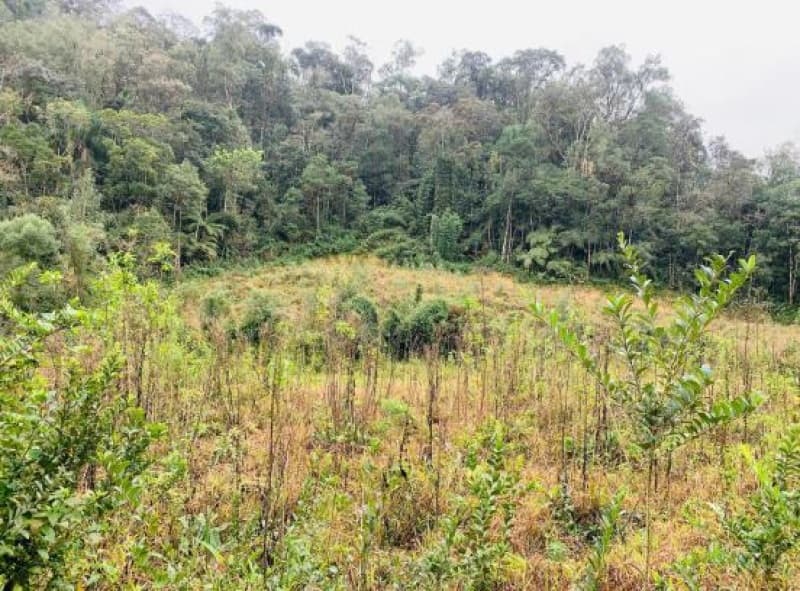 Terreno em leilão em Angelina - SC — LOTE 004 Imóvel