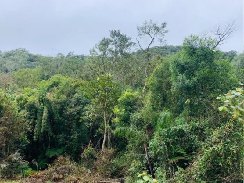 Terreno em leilão em Angelina - SC — LOTE 005 Imóvel