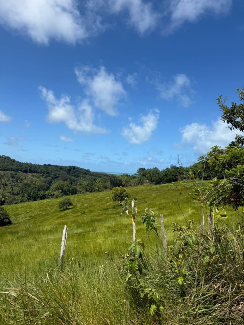 Foto 4 de 14: Area Rural em leilão em Passo De Camaragibe - AL — LOTE 001 Imóvel