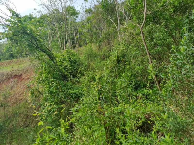 Foto 3 de 10: Area Rural em leilão em Erechim - RS — LOTE 003 Imóvel