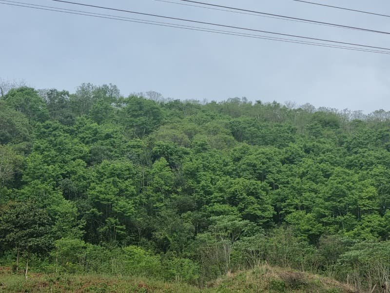 Foto 4 de 10: Area Rural em leilão em Erechim - RS — LOTE 003 Imóvel