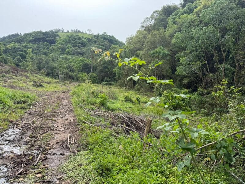 Foto 4 de 10: Area Rural em leilão em Pouso Novo - RS — LOTE 003 Imóvel