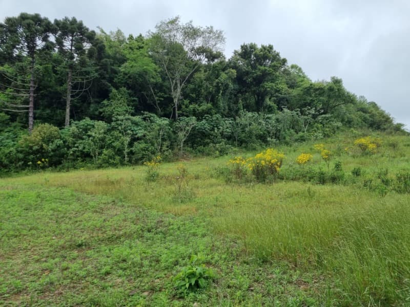 Foto 12 de 22: Area Rural em leilão em Barros Cassal - RS — LOTE 012 Imóvel