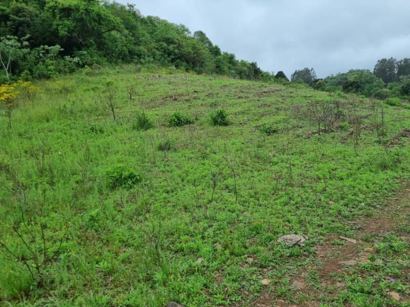 Foto 13 de 22: Area Rural em leilão em Barros Cassal - RS — LOTE 012 Imóvel