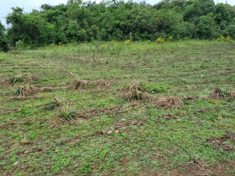 Foto 16 de 22: Area Rural em leilão em Barros Cassal - RS — LOTE 012 Imóvel