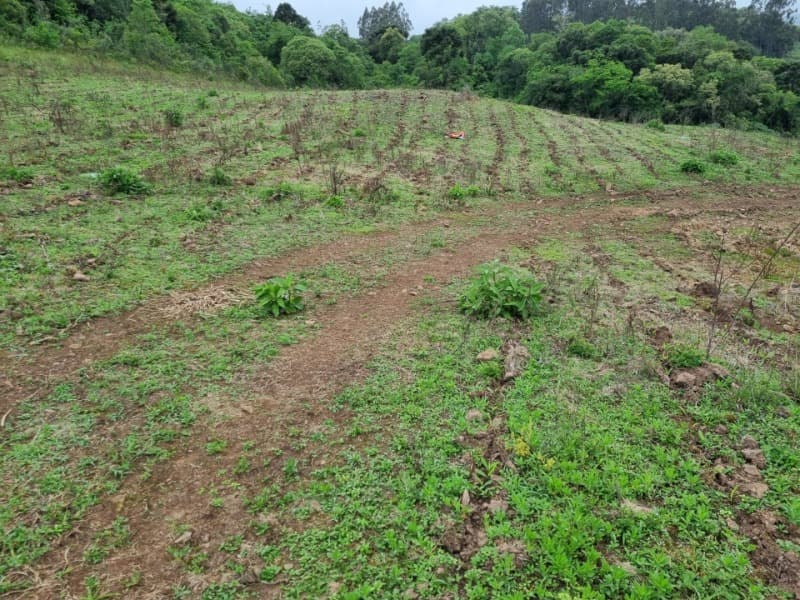 Foto 18 de 22: Area Rural em leilão em Barros Cassal - RS — LOTE 012 Imóvel