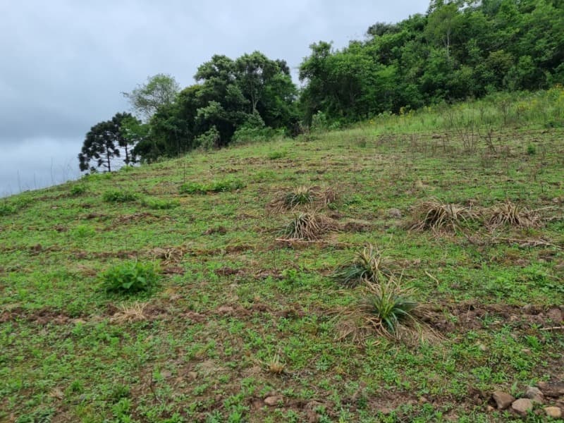 Foto 19 de 22: Area Rural em leilão em Barros Cassal - RS — LOTE 012 Imóvel