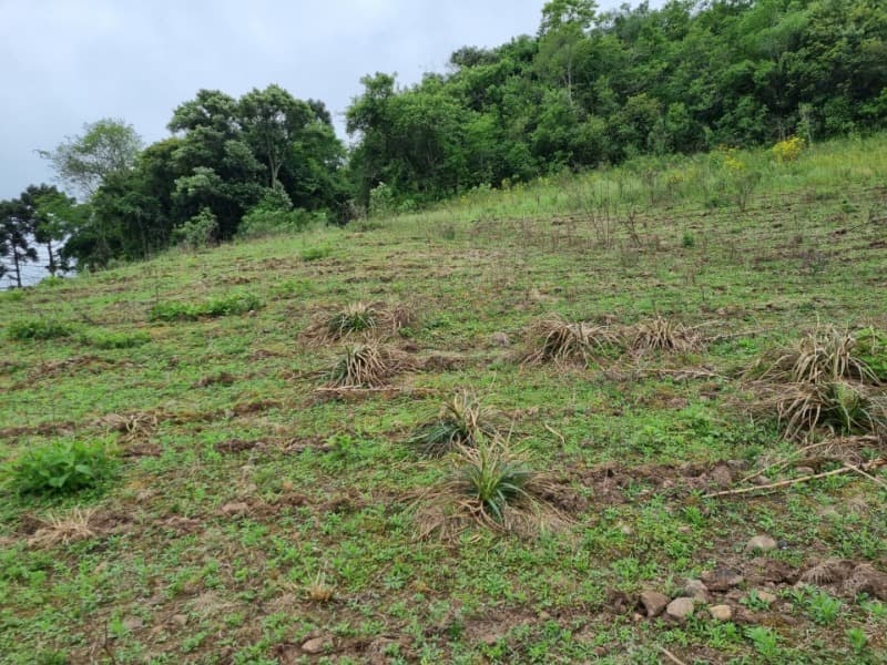Foto 20 de 22: Area Rural em leilão em Barros Cassal - RS — LOTE 012 Imóvel