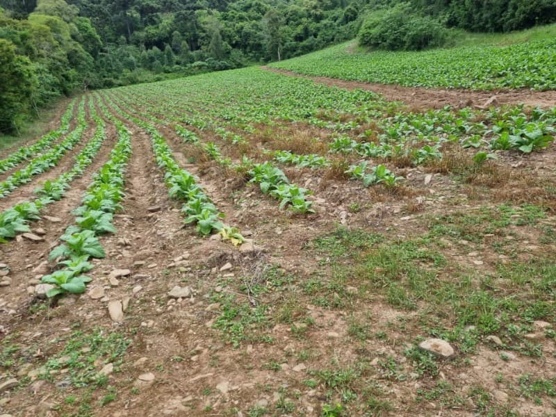 Foto 3 de 31: Area Rural em leilão em Barros Cassal - RS — LOTE 013 Imóvel
