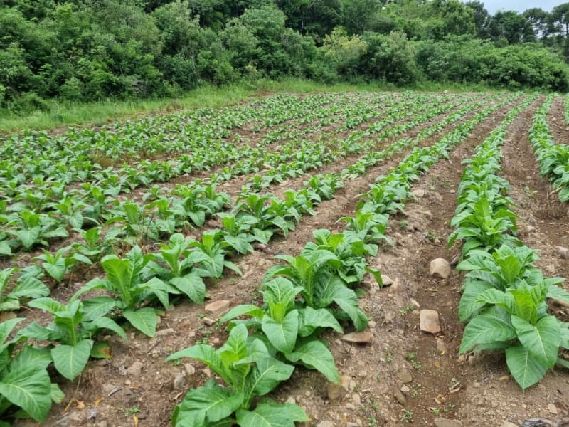 Foto 4 de 31: Area Rural em leilão em Barros Cassal - RS — LOTE 013 Imóvel