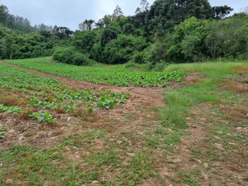 Foto 5 de 31: Area Rural em leilão em Barros Cassal - RS — LOTE 013 Imóvel