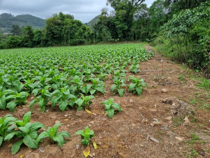 Foto 6 de 31: Area Rural em leilão em Barros Cassal - RS — LOTE 013 Imóvel