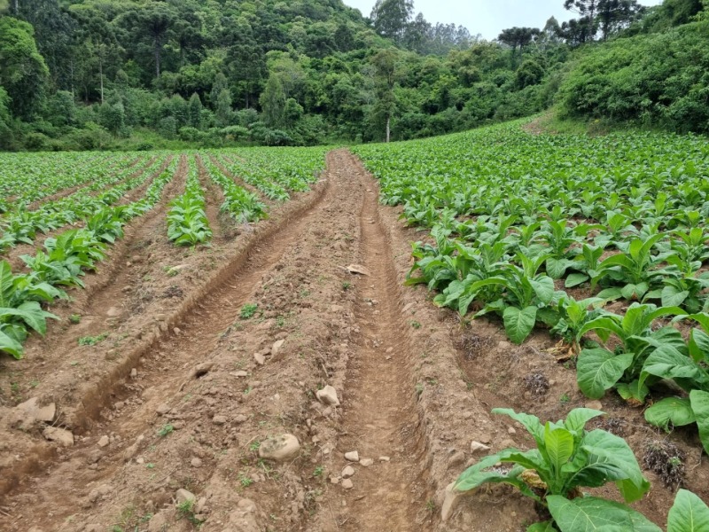 Foto 8 de 31: Area Rural em leilão em Barros Cassal - RS — LOTE 013 Imóvel