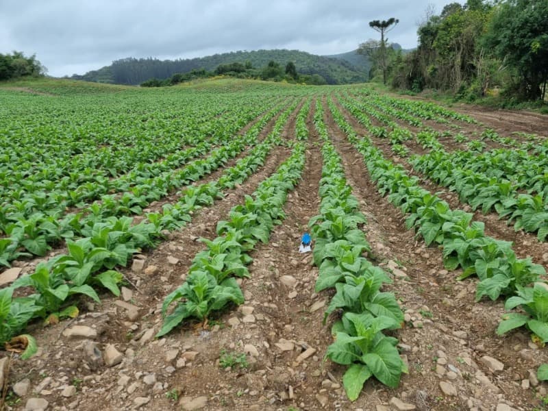 Foto 1 de 31: Area Rural em leilão em Barros Cassal - RS — LOTE 013 Imóvel