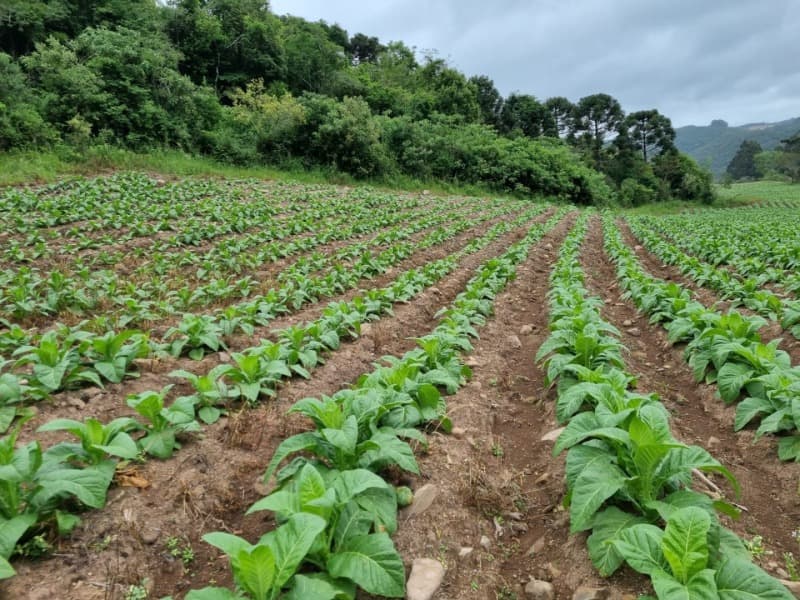 Foto 13 de 31: Area Rural em leilão em Barros Cassal - RS — LOTE 013 Imóvel