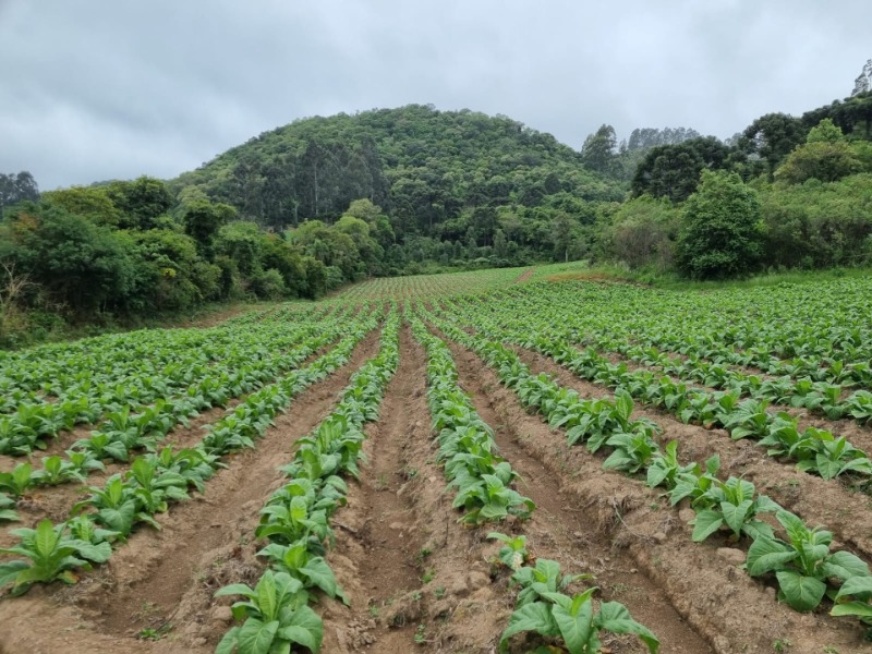 Foto 14 de 31: Area Rural em leilão em Barros Cassal - RS — LOTE 013 Imóvel