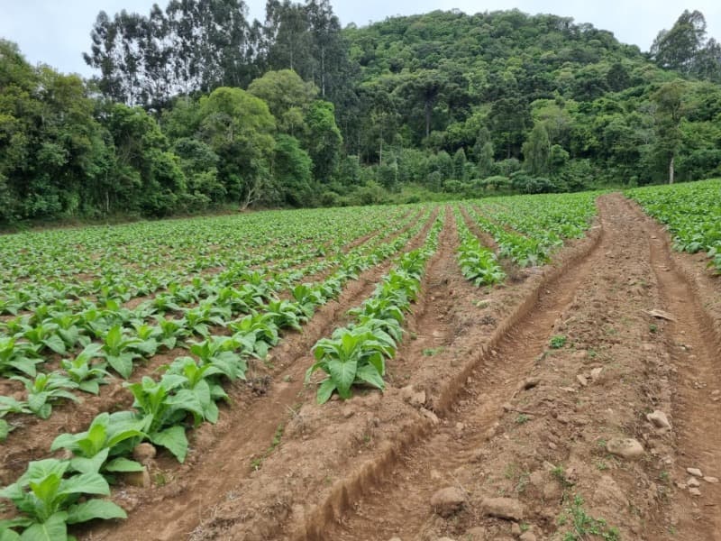 Foto 18 de 31: Area Rural em leilão em Barros Cassal - RS — LOTE 013 Imóvel