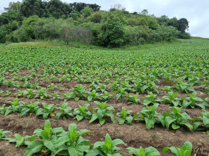 Foto 19 de 31: Area Rural em leilão em Barros Cassal - RS — LOTE 013 Imóvel