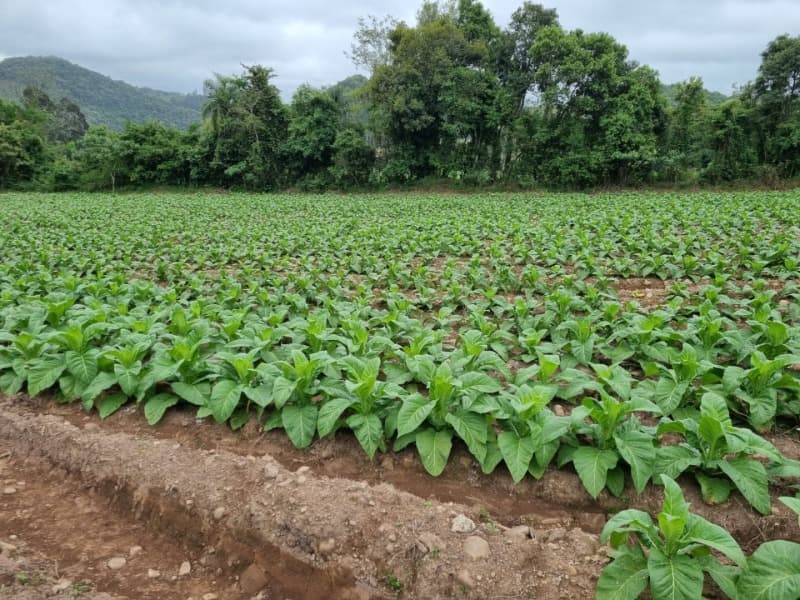 Foto 20 de 31: Area Rural em leilão em Barros Cassal - RS — LOTE 013 Imóvel