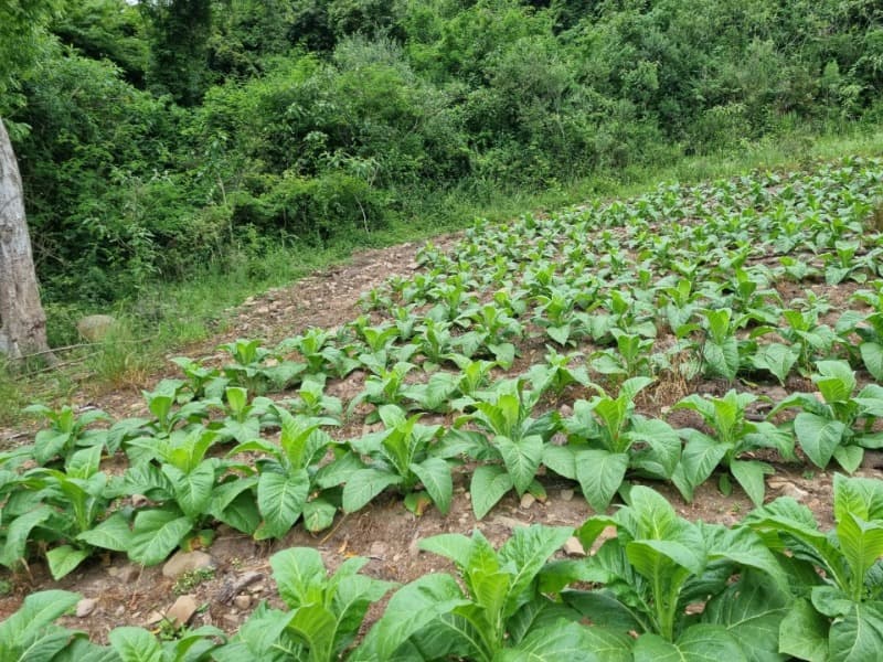 Foto 21 de 31: Area Rural em leilão em Barros Cassal - RS — LOTE 013 Imóvel