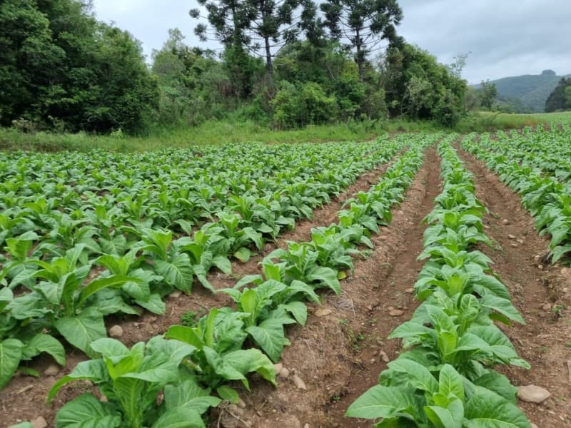 Foto 22 de 31: Area Rural em leilão em Barros Cassal - RS — LOTE 013 Imóvel