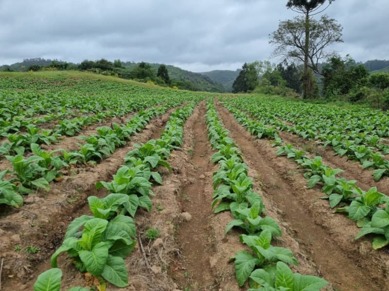 Foto 25 de 31: Area Rural em leilão em Barros Cassal - RS — LOTE 013 Imóvel