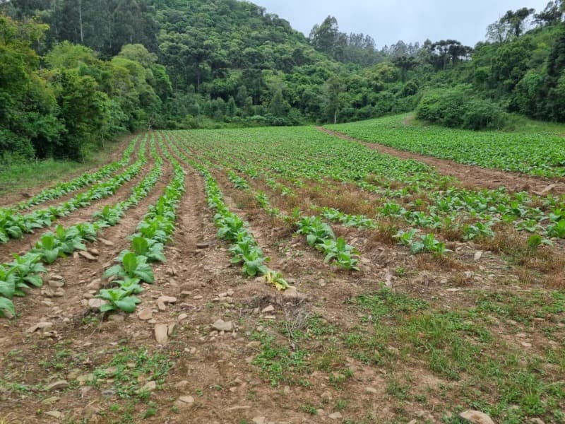Foto 29 de 31: Area Rural em leilão em Barros Cassal - RS — LOTE 013 Imóvel