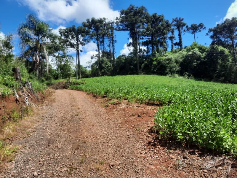 Foto 12 de 35: Terreno em leilão em Severiano De Almeida - RS — LOTE 004 Imóvel