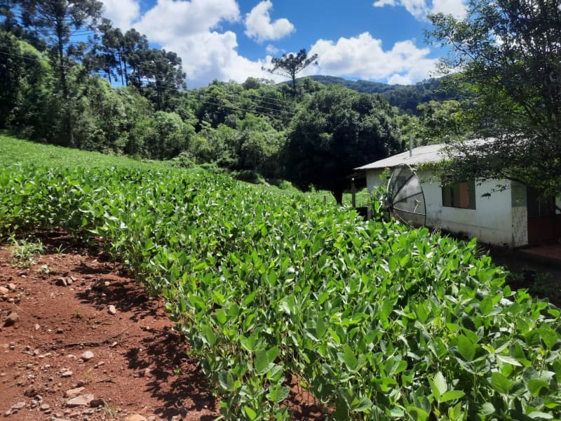 Foto 13 de 35: Terreno em leilão em Severiano De Almeida - RS — LOTE 004 Imóvel