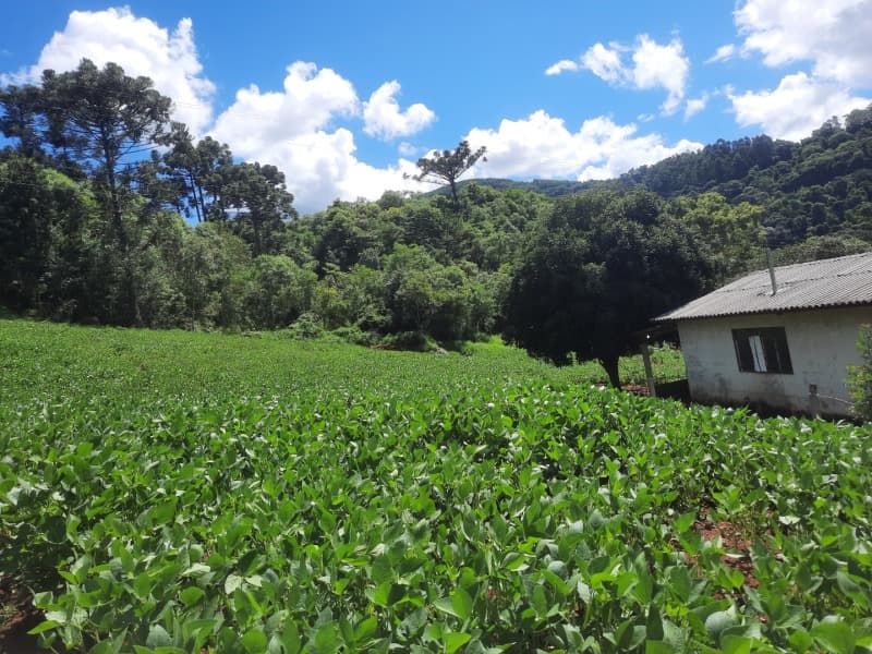 Foto 15 de 35: Terreno em leilão em Severiano De Almeida - RS — LOTE 004 Imóvel