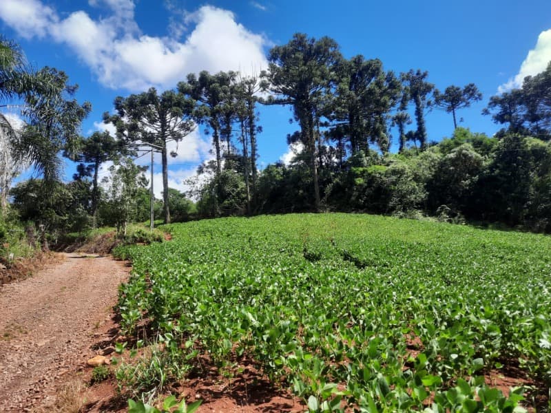 Foto 16 de 35: Terreno em leilão em Severiano De Almeida - RS — LOTE 004 Imóvel