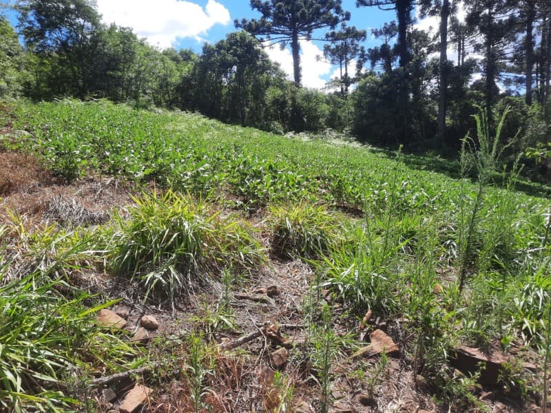 Foto 18 de 35: Terreno em leilão em Severiano De Almeida - RS — LOTE 004 Imóvel