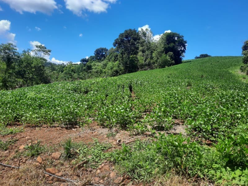 Foto 21 de 35: Terreno em leilão em Severiano De Almeida - RS — LOTE 004 Imóvel