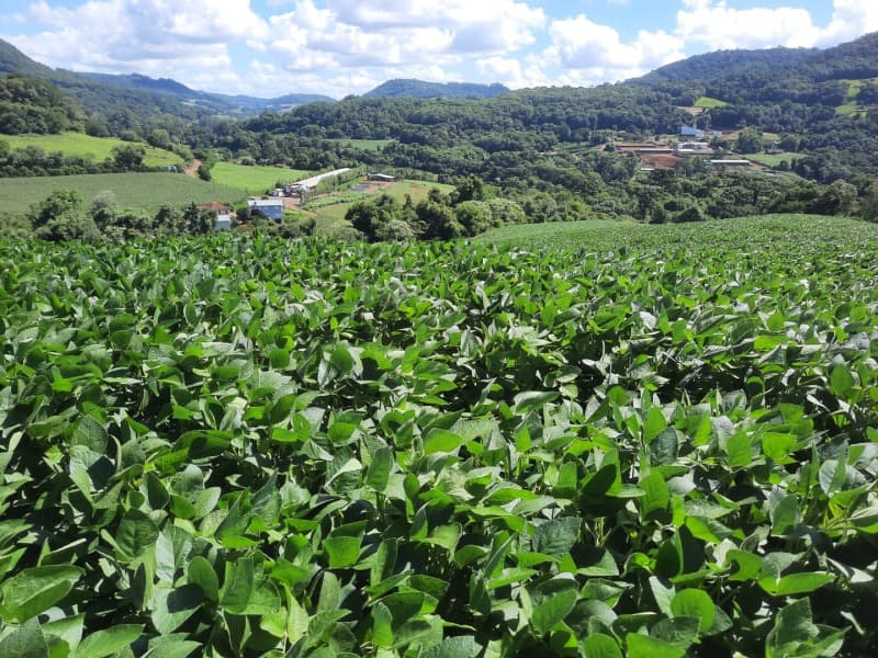 Foto 22 de 35: Terreno em leilão em Severiano De Almeida - RS — LOTE 004 Imóvel