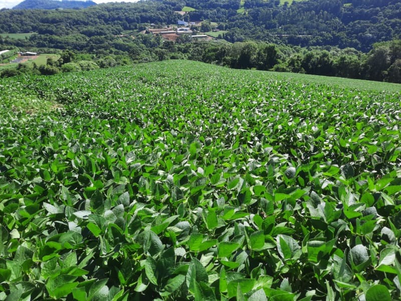 Foto 27 de 35: Terreno em leilão em Severiano De Almeida - RS — LOTE 004 Imóvel