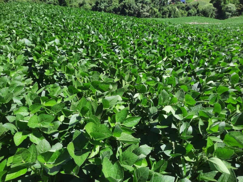 Foto 30 de 35: Terreno em leilão em Severiano De Almeida - RS — LOTE 004 Imóvel