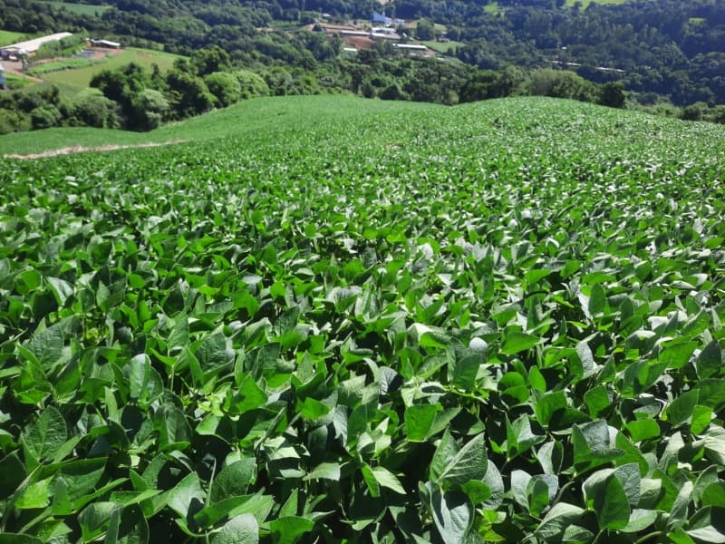 Foto 31 de 35: Terreno em leilão em Severiano De Almeida - RS — LOTE 004 Imóvel