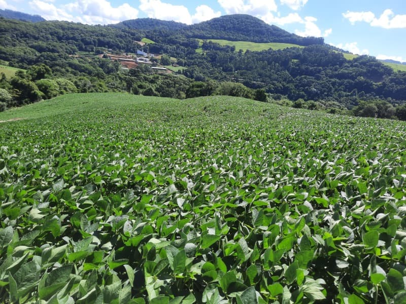 Foto 32 de 35: Terreno em leilão em Severiano De Almeida - RS — LOTE 004 Imóvel