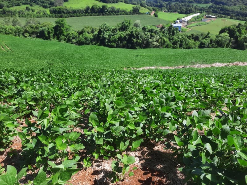 Foto 3 de 35: Terreno em leilão em Severiano De Almeida - RS — LOTE 004 Imóvel