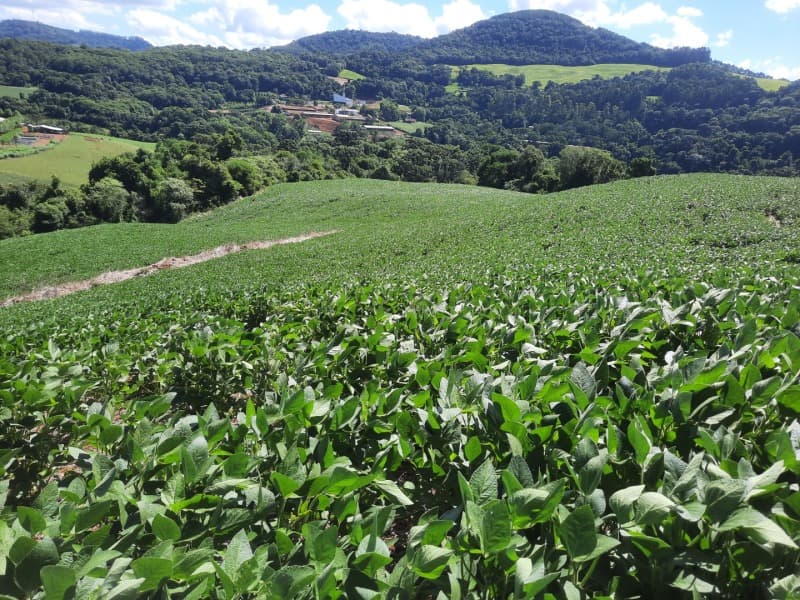 Foto 4 de 35: Terreno em leilão em Severiano De Almeida - RS — LOTE 004 Imóvel