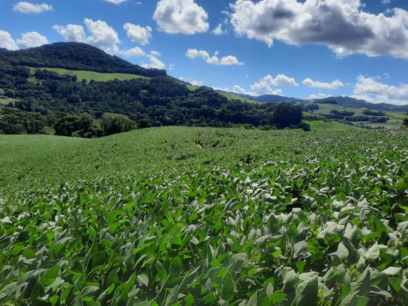 Foto 5 de 35: Terreno em leilão em Severiano De Almeida - RS — LOTE 004 Imóvel