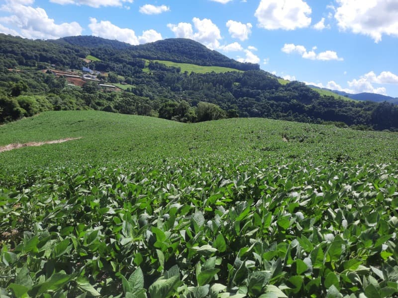 Foto 6 de 35: Terreno em leilão em Severiano De Almeida - RS — LOTE 004 Imóvel