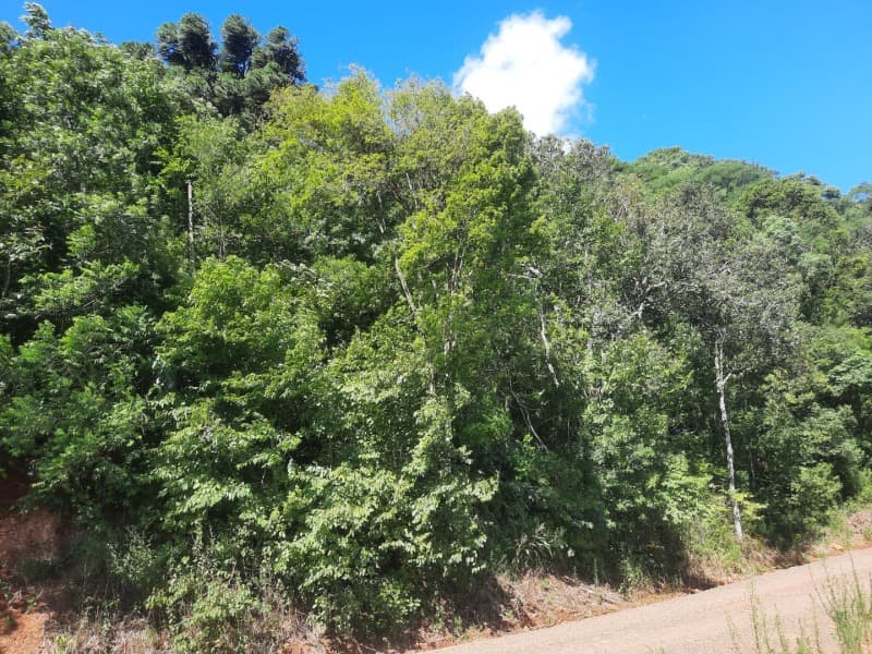 Foto 8 de 35: Terreno em leilão em Severiano De Almeida - RS — LOTE 004 Imóvel