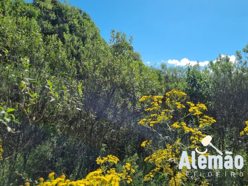 Foto 10 de 12: Terreno em leilão em Soledade - RS, bairro Expedicionário — LOTE 004 Imóvel