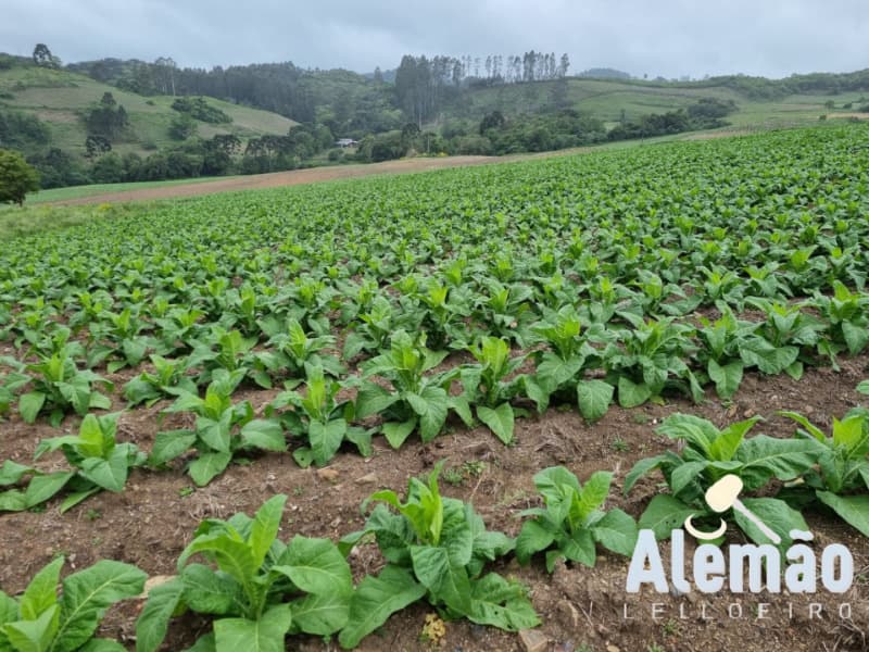 Foto 1 de 35: Terreno em leilão em Barros Cassal - RS — LOTE 005 Imóvel
