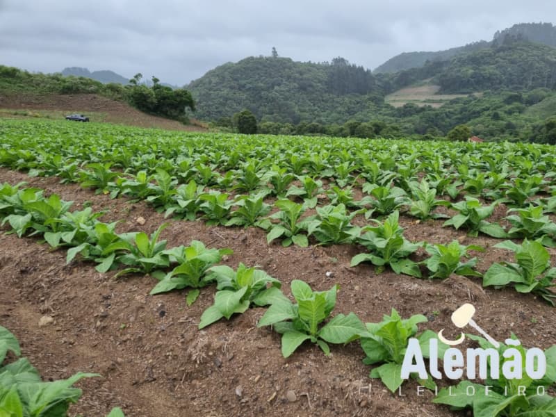 Foto 11 de 35: Terreno em leilão em Barros Cassal - RS — LOTE 005 Imóvel