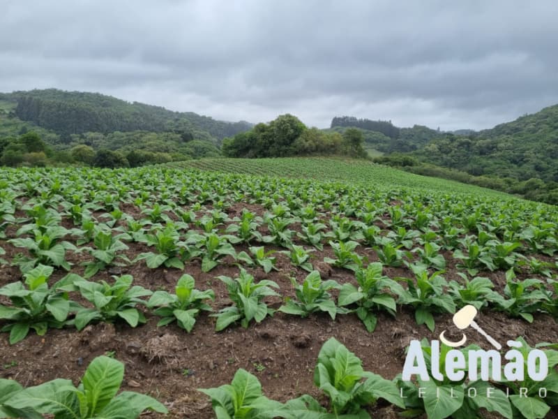 Foto 13 de 35: Terreno em leilão em Barros Cassal - RS — LOTE 005 Imóvel